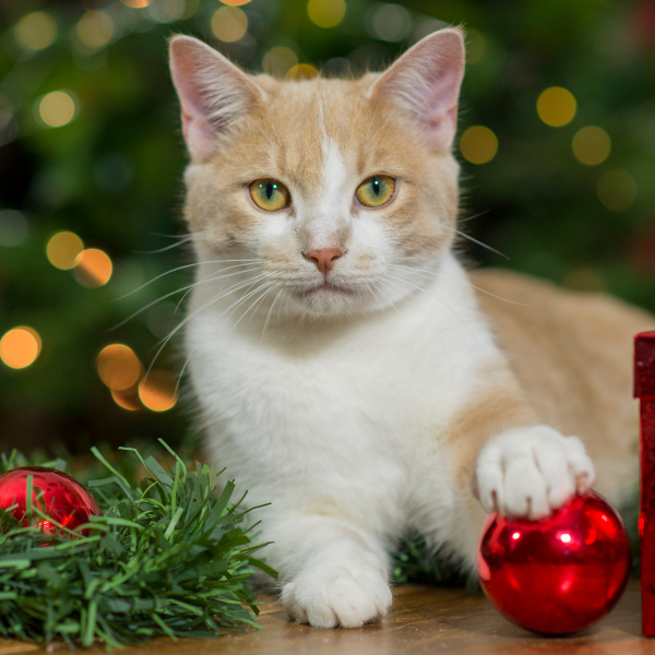 A cat with a christmas ornament