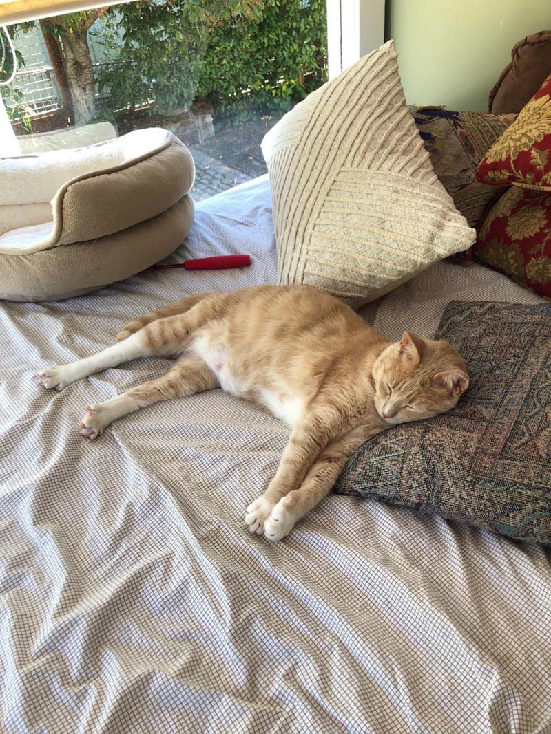 a cat lying on a bed