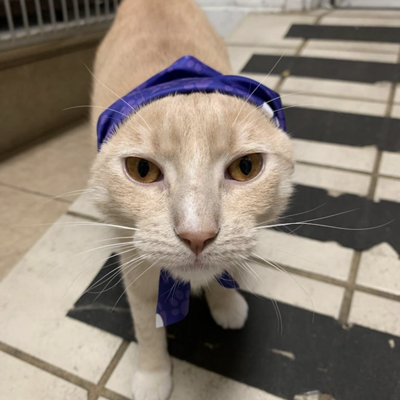 a cat wearing a bandana on its head