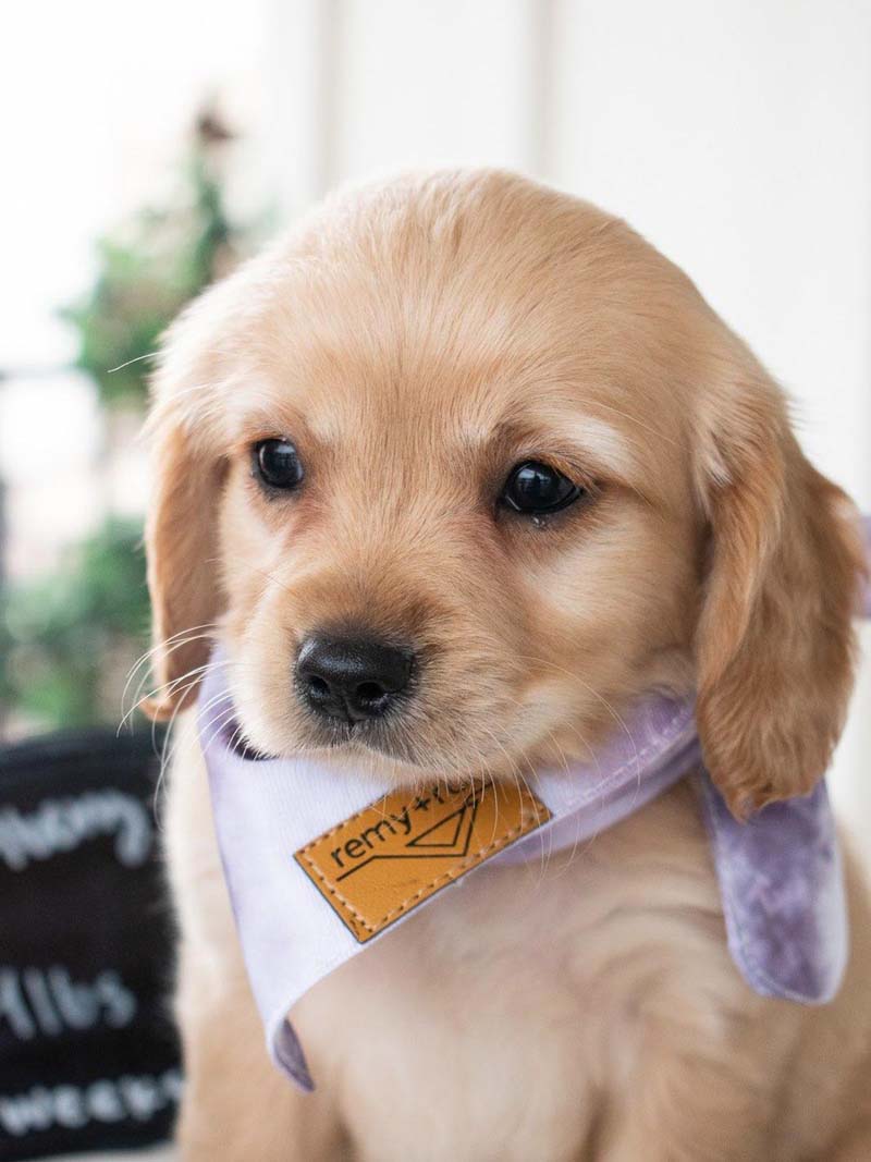 a puppy wearing a purple bandana