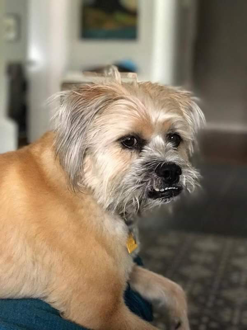 a dog with a dog's mouth open