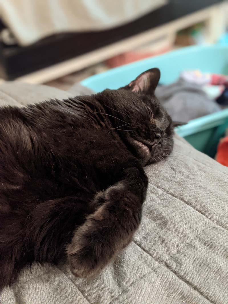 a black cat sleeping on a grey blanket