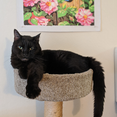 a black cat lying on a cat tree